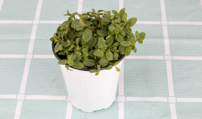 薄荷葉生長問題