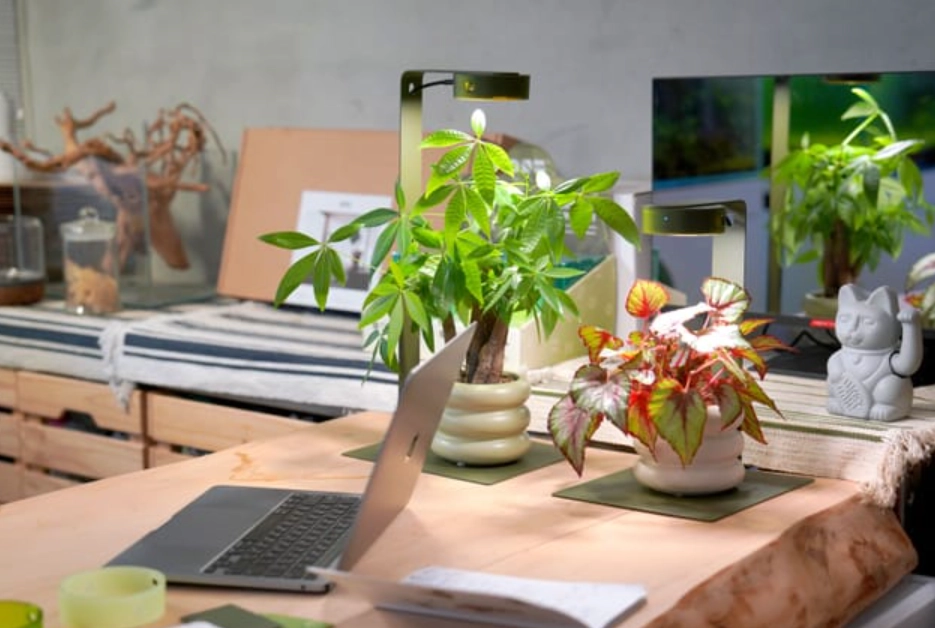 办公室植物推荐