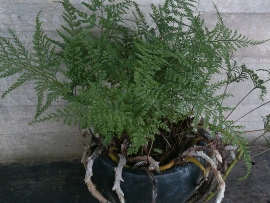 室內植物佈置 室內植物佈置