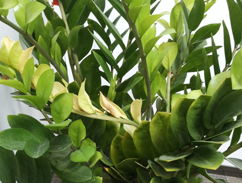 金錢樹葉子變黃