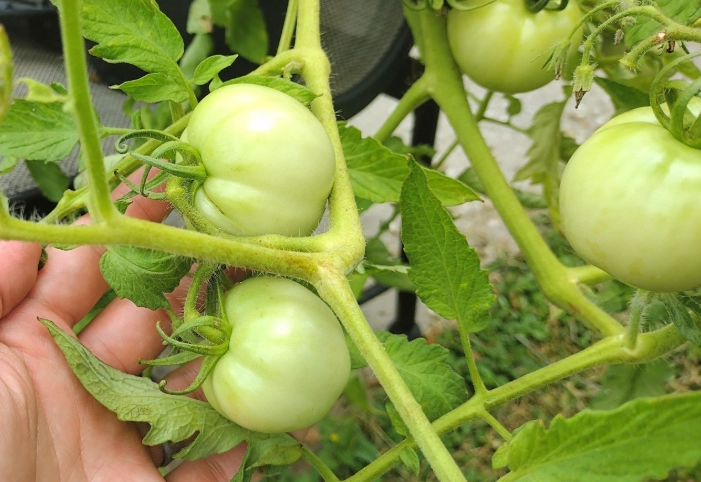 番茄品种高度比较 番茄品种高度比较