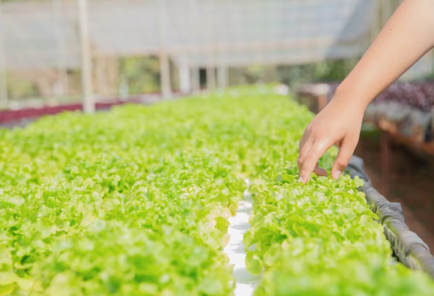 水耕栽培問題 水耕栽培問題