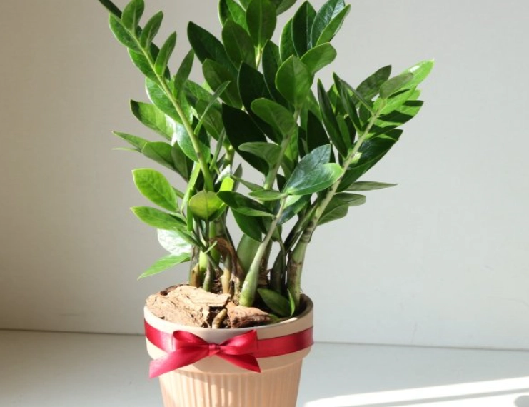 金錢樹養護 金錢樹養護