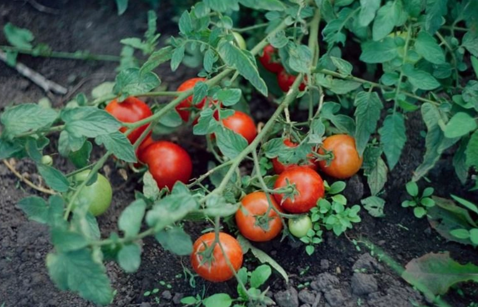番茄生長管理