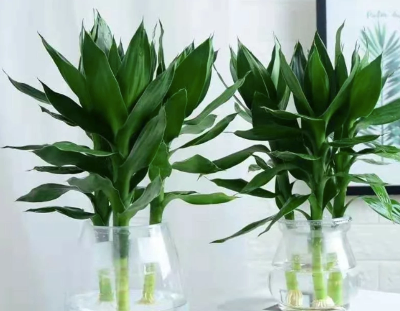 室内水养植物 室内水养植物