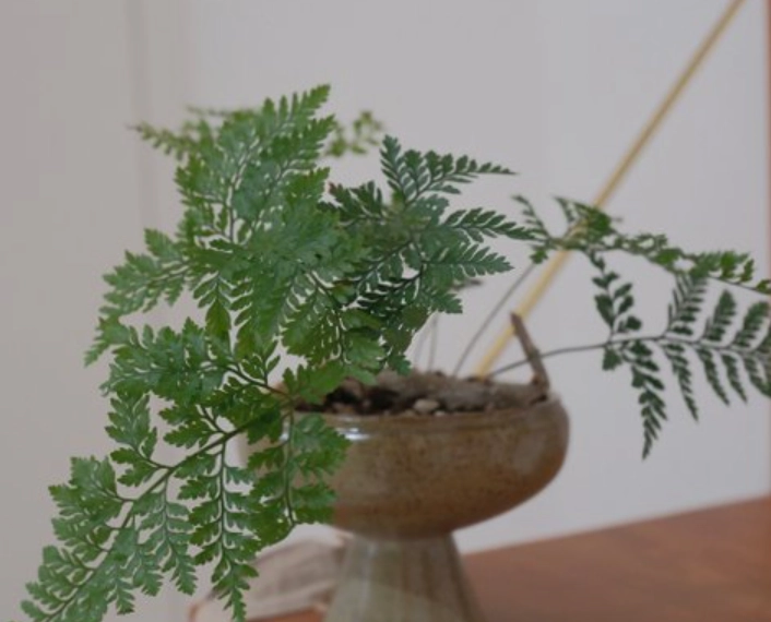 兔腳蕨孢子繁殖 兔腳蕨孢子繁殖