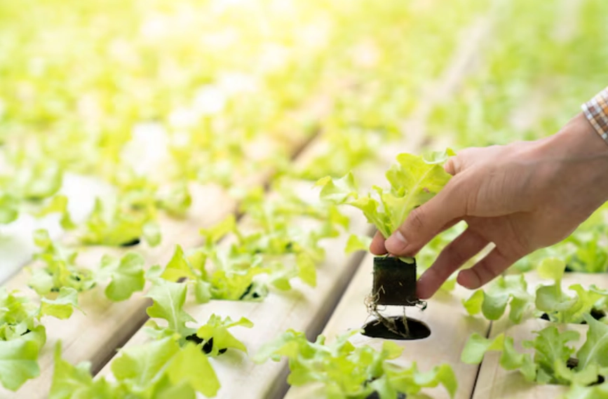 水耕栽培問題 水耕栽培問題