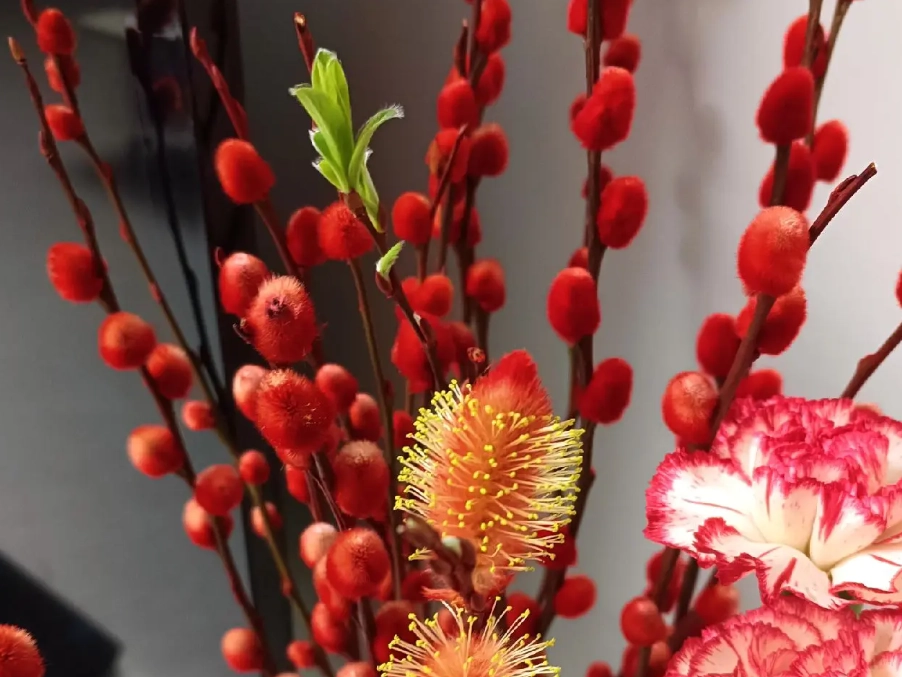 銀柳長綠葉方法 銀柳長綠葉方法