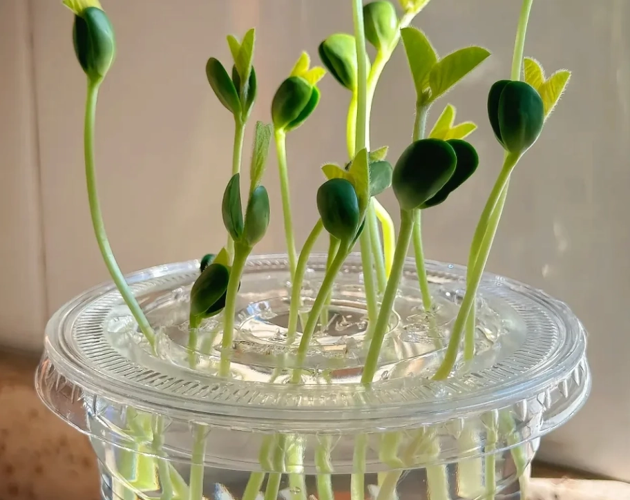 水耕黃豆種植 水耕黃豆種植