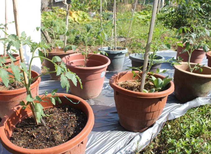 巧克力番茄種植方法 巧克力番茄種植方法