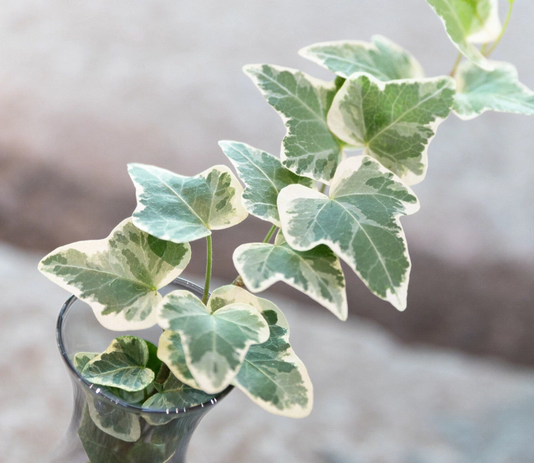水耕斑葉常春藤養護