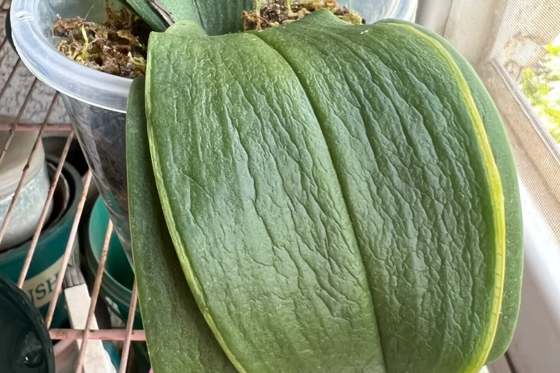 蘭花葉片發軟處理