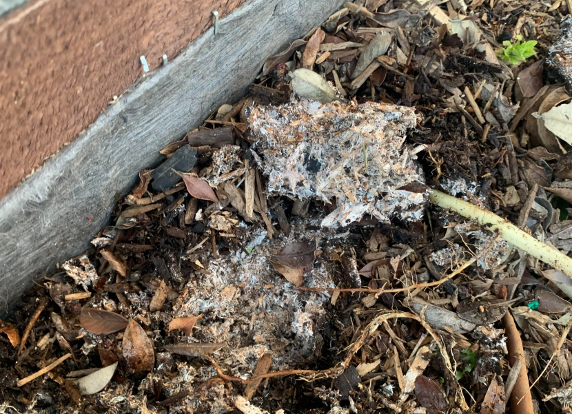 有益真菌 有益真菌