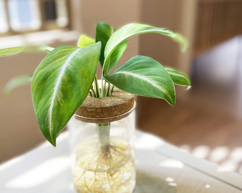 觀葉植物水培方法