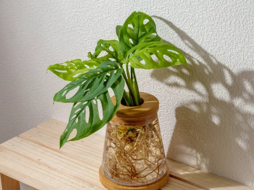 龟背芋养护 龟背芋养护