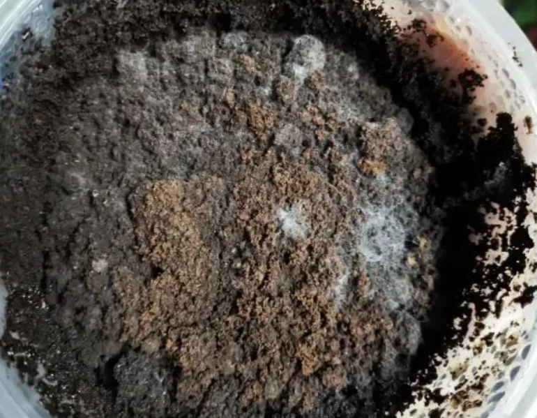 土壤發霉原因 土壤發霉原因