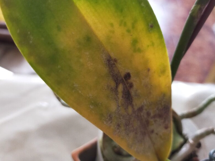 蘭花葉子變黃 蘭花葉子變黃