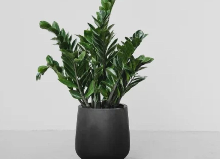 金錢樹品種 金錢樹品種