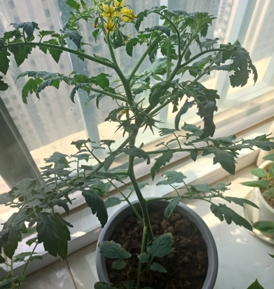 番茄種植技巧 番茄種植技巧