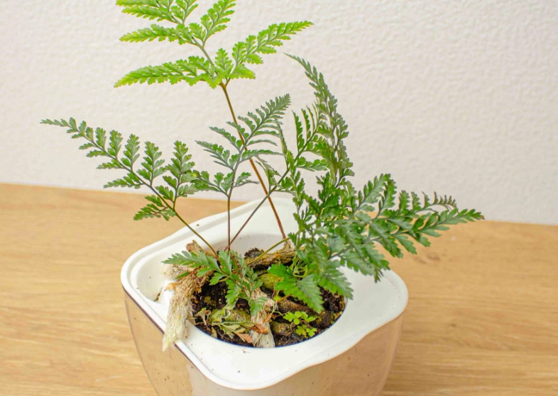 兔腳蕨繁殖 兔腳蕨繁殖