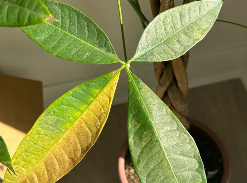 金錢樹葉子變黃