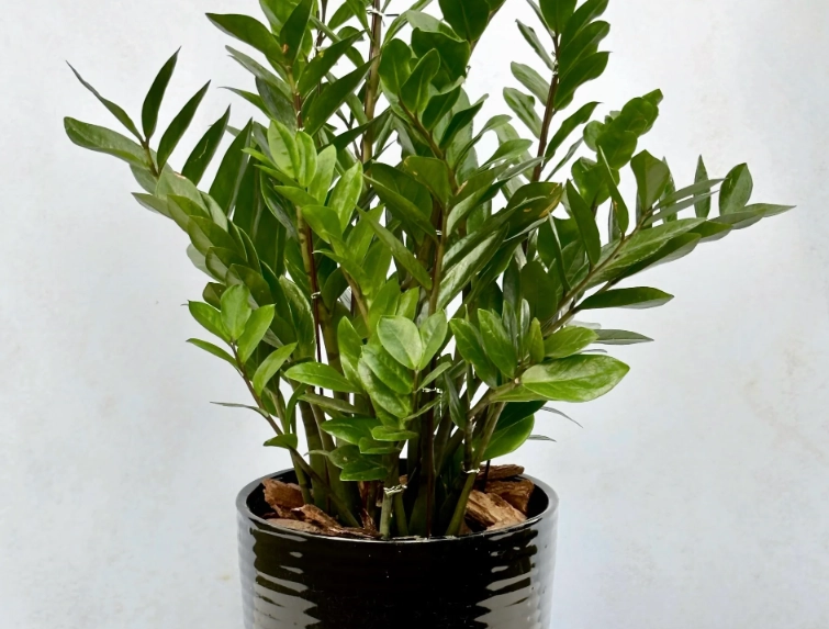 金錢樹分株方法