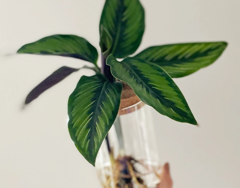 觀葉植物水培方法