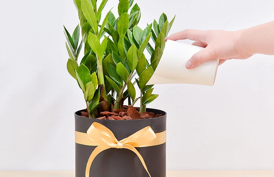 金錢樹繁殖技巧