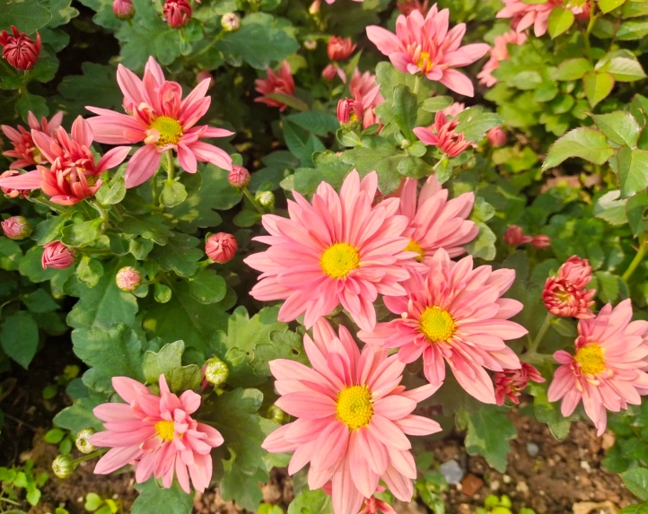 菊花種植季節 菊花種植季節