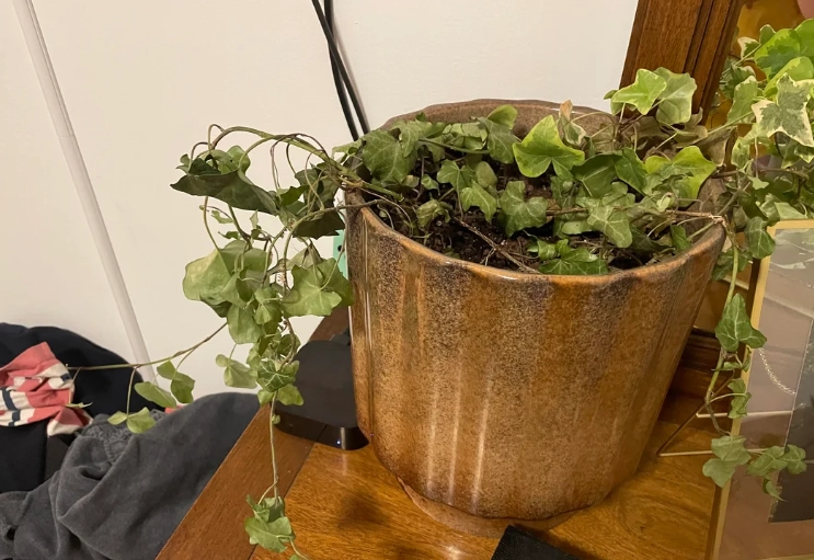 常春藤照顧方法