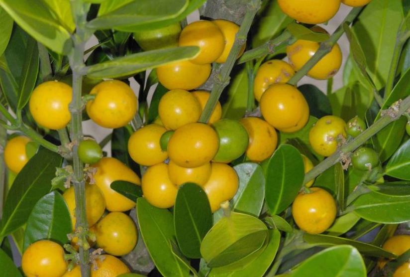 福木果實誤食處理 福木果實誤食處理