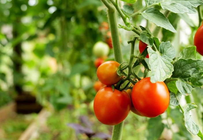 番茄植株高度控制 番茄植株高度控制