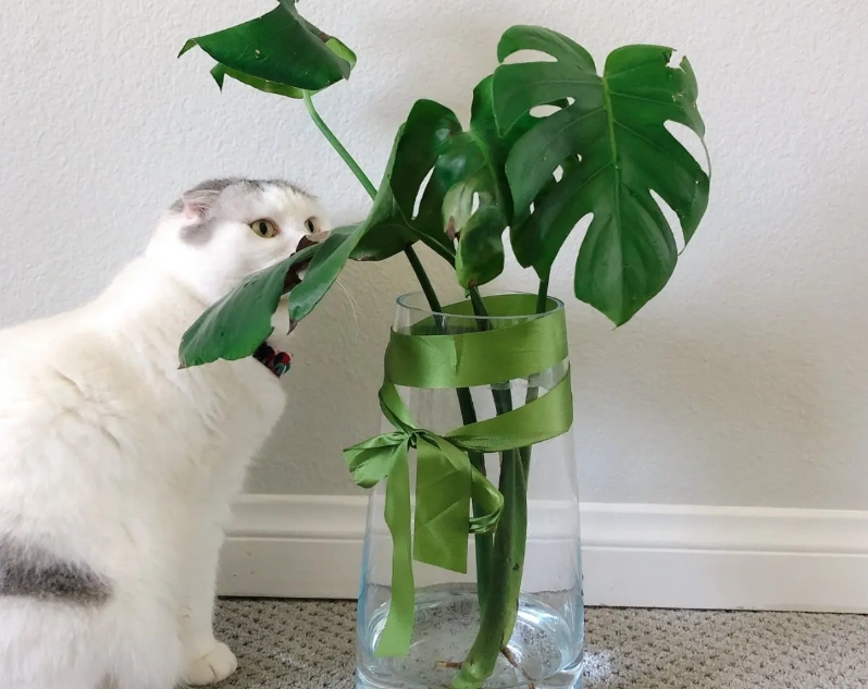 水耕转土耕方法 水耕转土耕方法