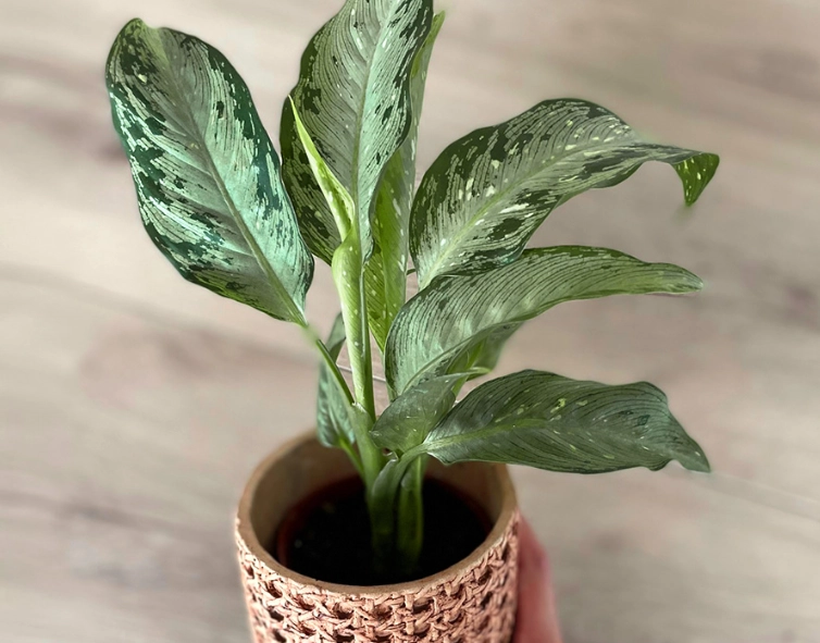 黛粉葉養護方法 黛粉葉養護方法