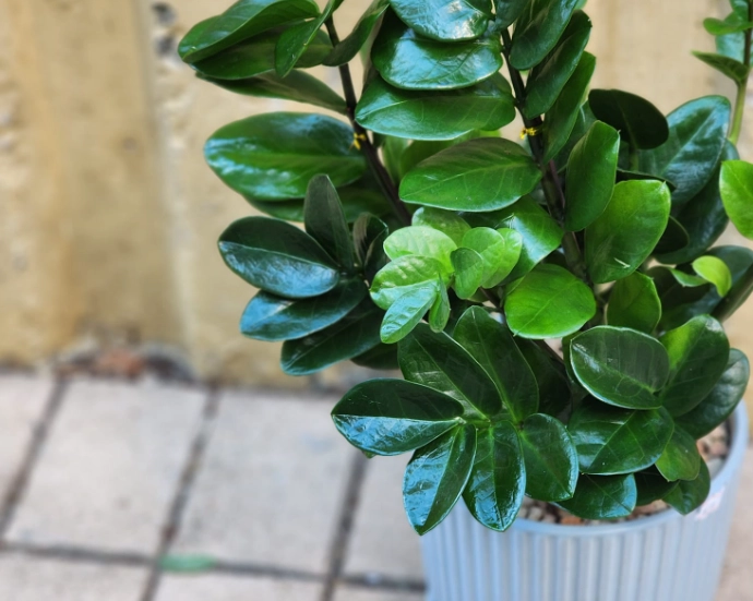 金錢樹室內注意事項 金錢樹室內注意事項