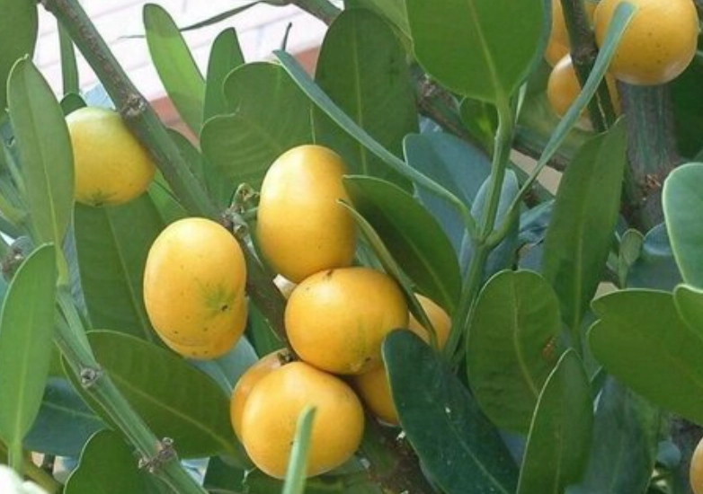 福木果实健康价值