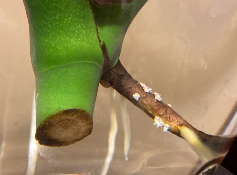 水種植物根部發霉原因