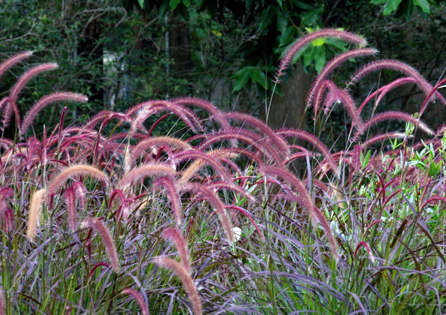 禾本科植物命名 禾本科植物命名