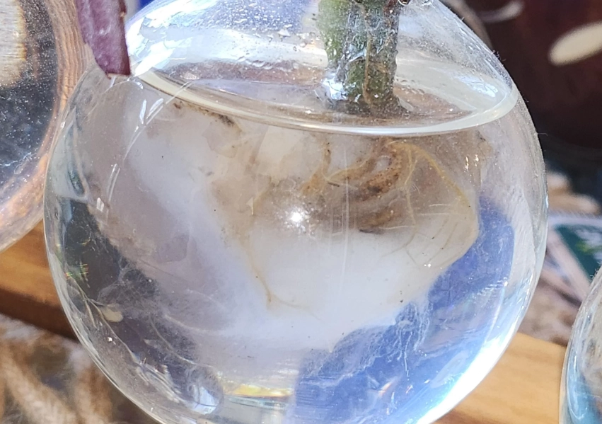 水種植物根部發霉原因