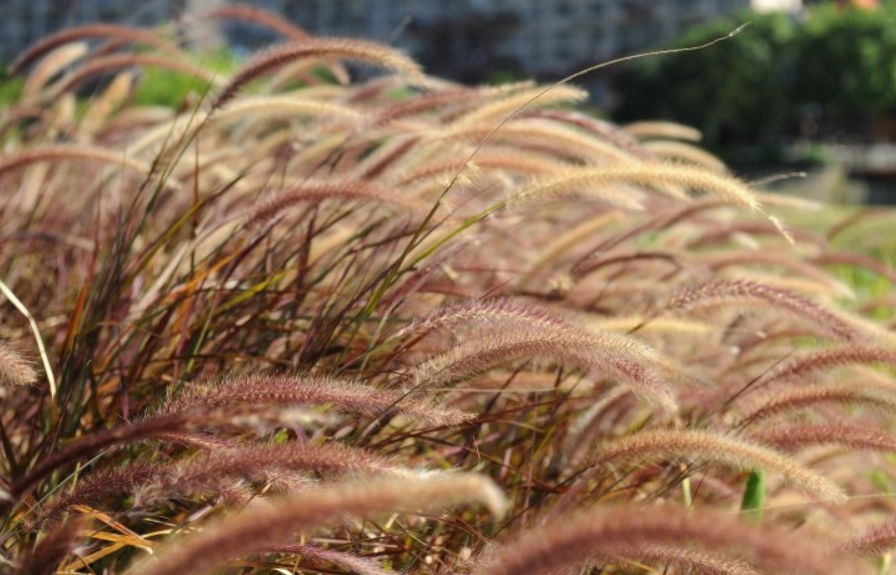 禾本科分類歷史 禾本科分類歷史