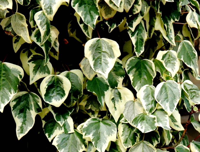 常春藤葉子用途