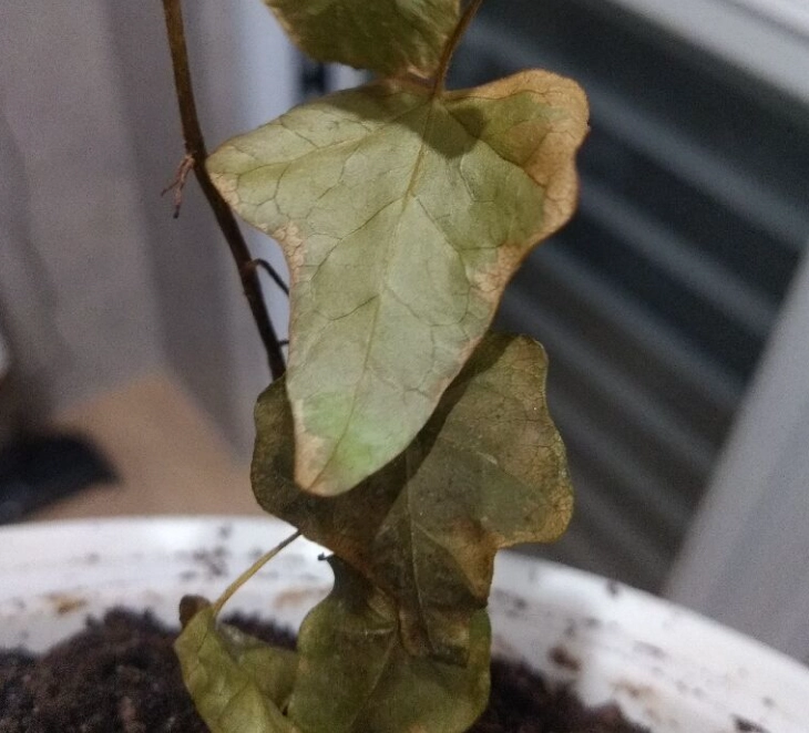 常春藤枯萎原因