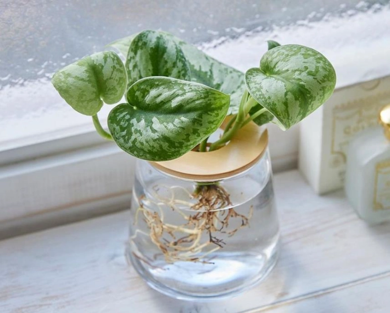 水耕葉片生長問題