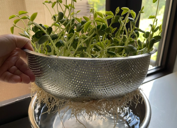 黃豆水耕技術 黃豆水耕技術