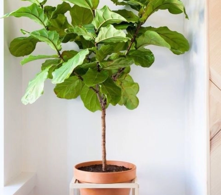 低光照室内植物 低光照室内植物