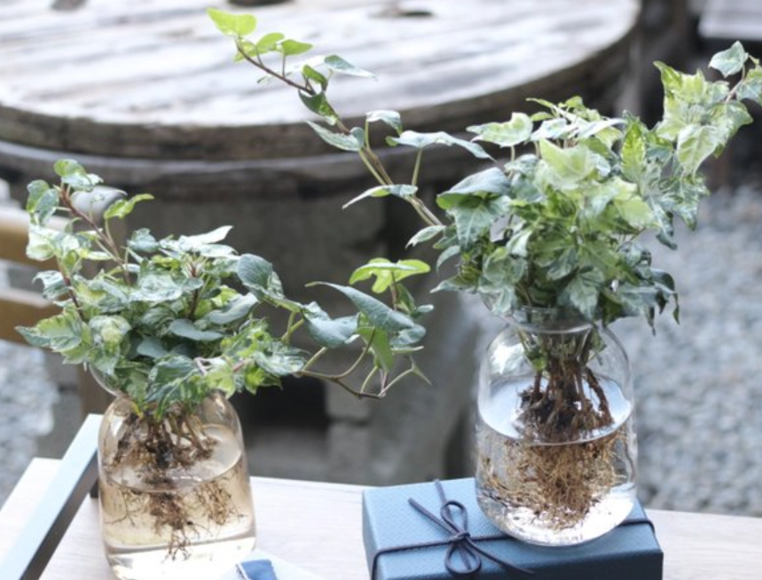 常春藤水培步驟