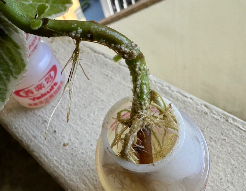 水種植物根部發霉原因