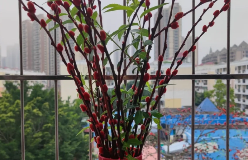 銀柳栽培技巧 銀柳栽培技巧