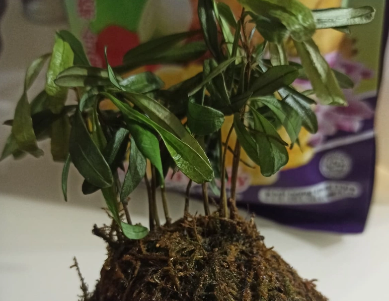 苔球照顧 苔球照顧