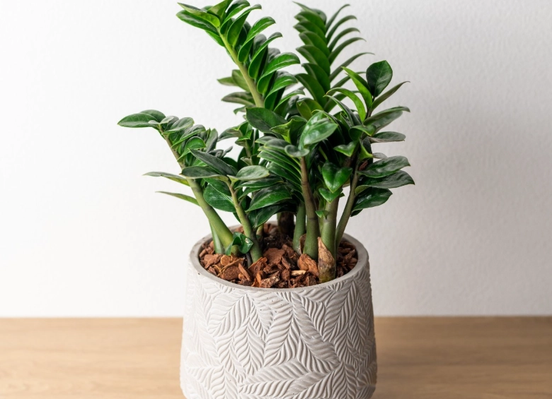 金錢樹分株方法